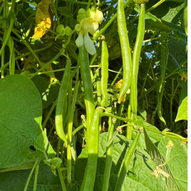 Laughing Arlie Greasy, (Pole) Heirloom 1960's